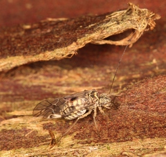 Psococerastis gibbosa