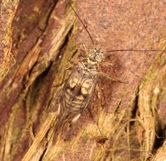 Psococerastis gibbosa