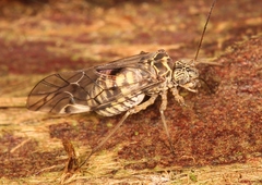 Psococerastis gibbosa