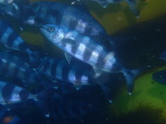 Naucrates ductor