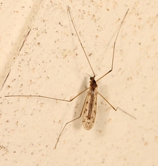 Rhipidia maculata