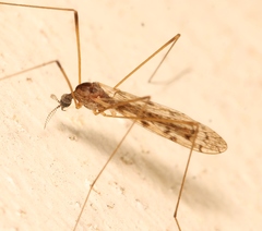 Rhipidia maculata