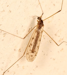 Rhipidia maculata