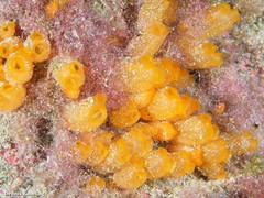 Stolonica socialis