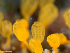 Pycnoclavella communis