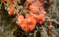 Didemnum coccineum