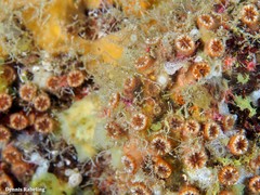 Polycyathus muellerae