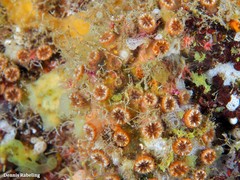 Polycyathus muellerae