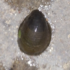 Neripteron violaceum