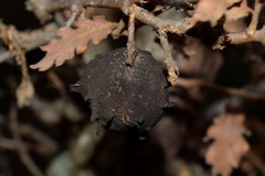 Andricus sternlichti