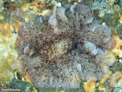 Pericelis cata