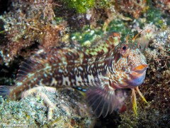 Parablennius goreensis