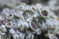 Physcia leptalea