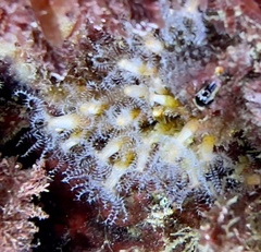 Clavularia crassa
