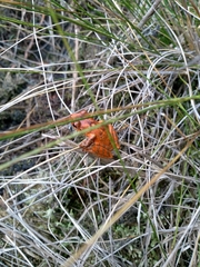 Pristimantis permixtus