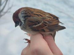 Passer montanus montanus