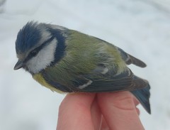 Cyanistes caeruleus caeruleus