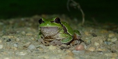 Hyla andersonii