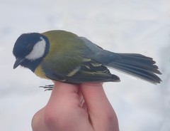 Parus major major