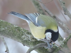 Parus major major