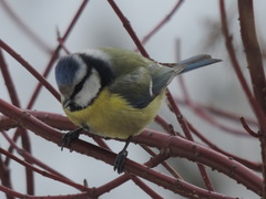 Cyanistes caeruleus caeruleus