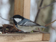 Periparus ater ater