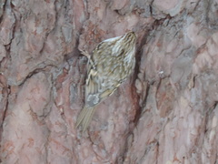 Certhia familiaris familiaris