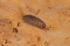 Chaetophiloscia cellaria