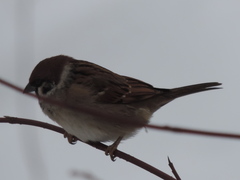 Passer montanus montanus