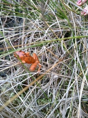 Pristimantis permixtus