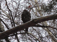 Accipiter nisus nisus