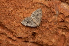 Triphosa