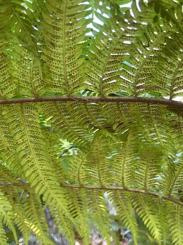 Sphaeropteris cooperi image