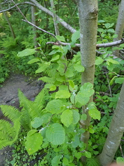 Eriophyes alniincanae