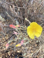 Balbisia verticillata