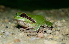Hyla andersonii