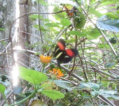Heliconius erato