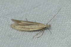 Pleurota