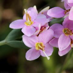 Deianira pallescens