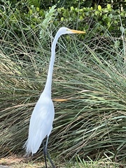 Ardea alba