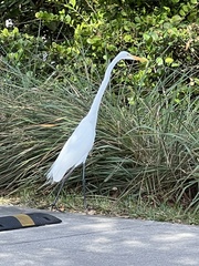 Ardea alba