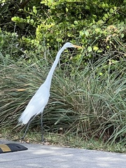 Ardea alba