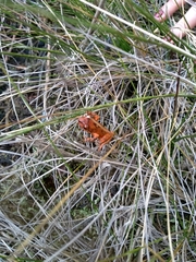 Pristimantis permixtus