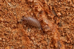 Chaetophiloscia cellaria