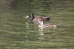 Netta erythrophthalma