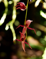 Pleurothallis suspensa