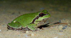 Hyla andersonii