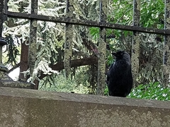 Corvus monedula