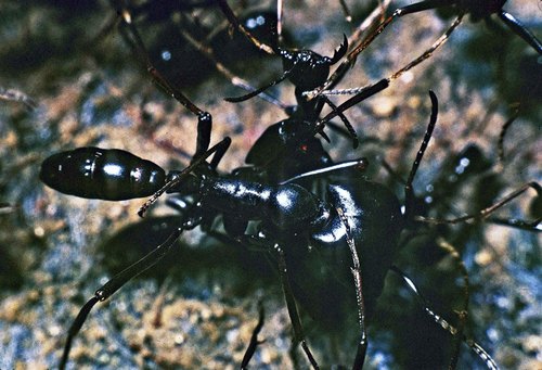 Dorylus nigricans