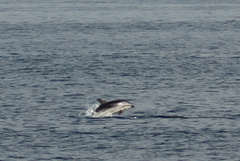 Stenella coeruleoalba